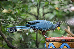 Corythaeola cristata