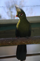 Tauraco livingstonii