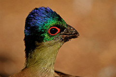 Tauraco porphyreolophus