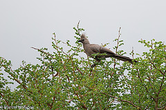 Corythaixoides concolor