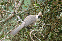 Corythaixoides personatus