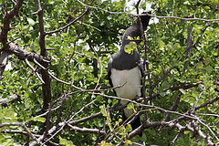 Corythaixoides leucogaster
