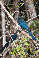 Crotophaga major