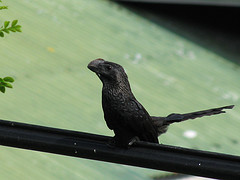 Crotophaga ani