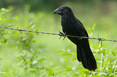 Crotophaga sulcirostris