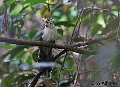 Dromococcyx phasianellus