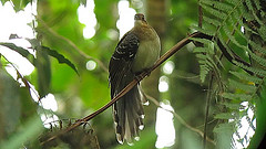 Dromococcyx pavoninus