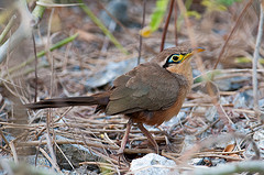 Morococcyx erythropygus