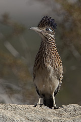 Geococcyx californianus