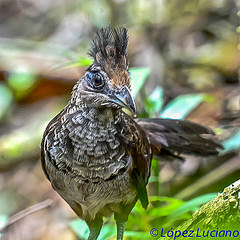 Neomorphus geoffroyi