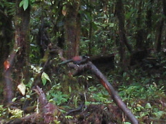 Neomorphus radiolosus