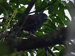 Centropus chlororhynchos