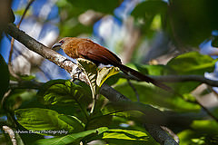 Centropus celebensis