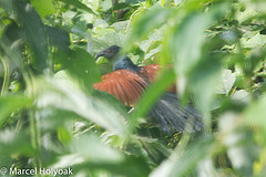 Centropus leucogaster