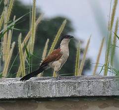 Centropus senegalensis