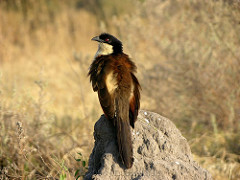 Centropus cupreicaudus