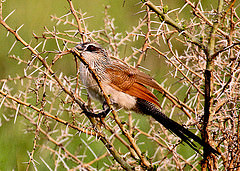 Centropus superciliosus