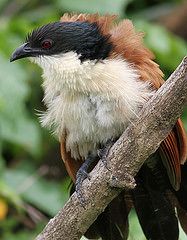 Centropus burchellii