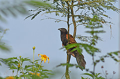 Centropus nigrorufus