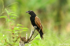 Centropus bengalensis