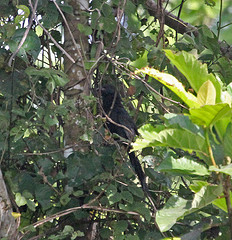 Centropus bernsteini