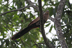 Centropus phasianinus