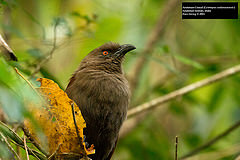 Centropus andamanensis