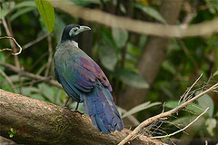 Carpococcyx radiceus