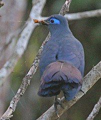 Coua caerulea