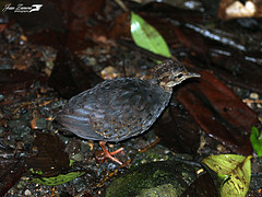 Crypturellus boucardi