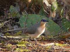 Coua cursor
