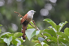 Rhinortha chlorophaea