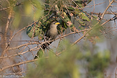 Ceuthmochares aereus