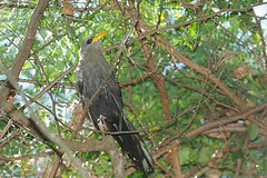 Ceuthmochares australis