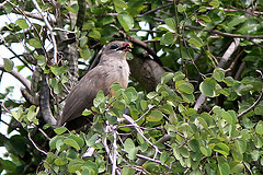 Taccocua leschenaultii