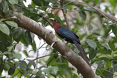 Phaenicophaeus curvirostris