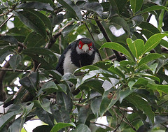 Phaenicophaeus pyrrhocephalus