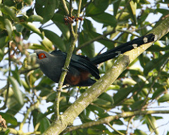 Phaenicophaeus sumatranus