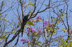 Phaenicophaeus diardi