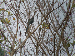 Phaenicophaeus tristis