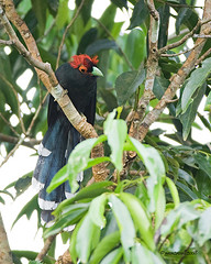 Dasylophus superciliosus