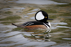 Lophodytes cucullatus