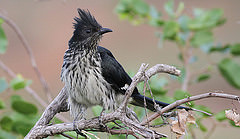 Clamator levaillantii