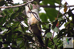 Coccyzus melacoryphus