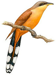 Coccyzus ferrugineus