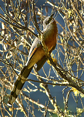 Coccyzus rufigularis