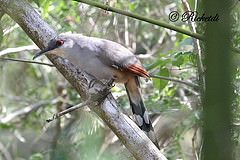 Coccyzus longirostris