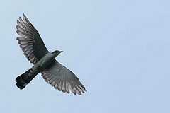 Pachycoccyx audeberti