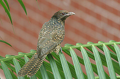 Eudynamys scolopaceus