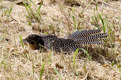 Eudynamys orientalis